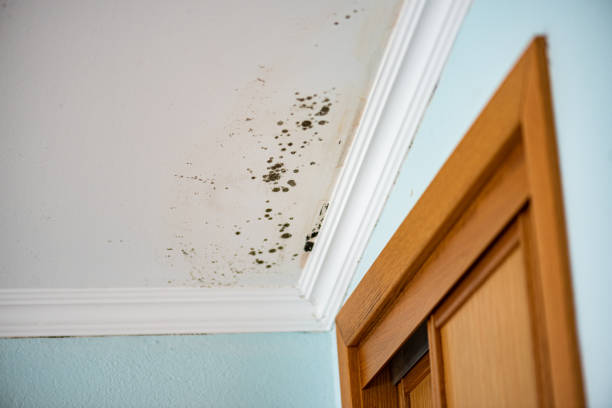 Reliable Johnson Creek, WI Mold Removal Solutions